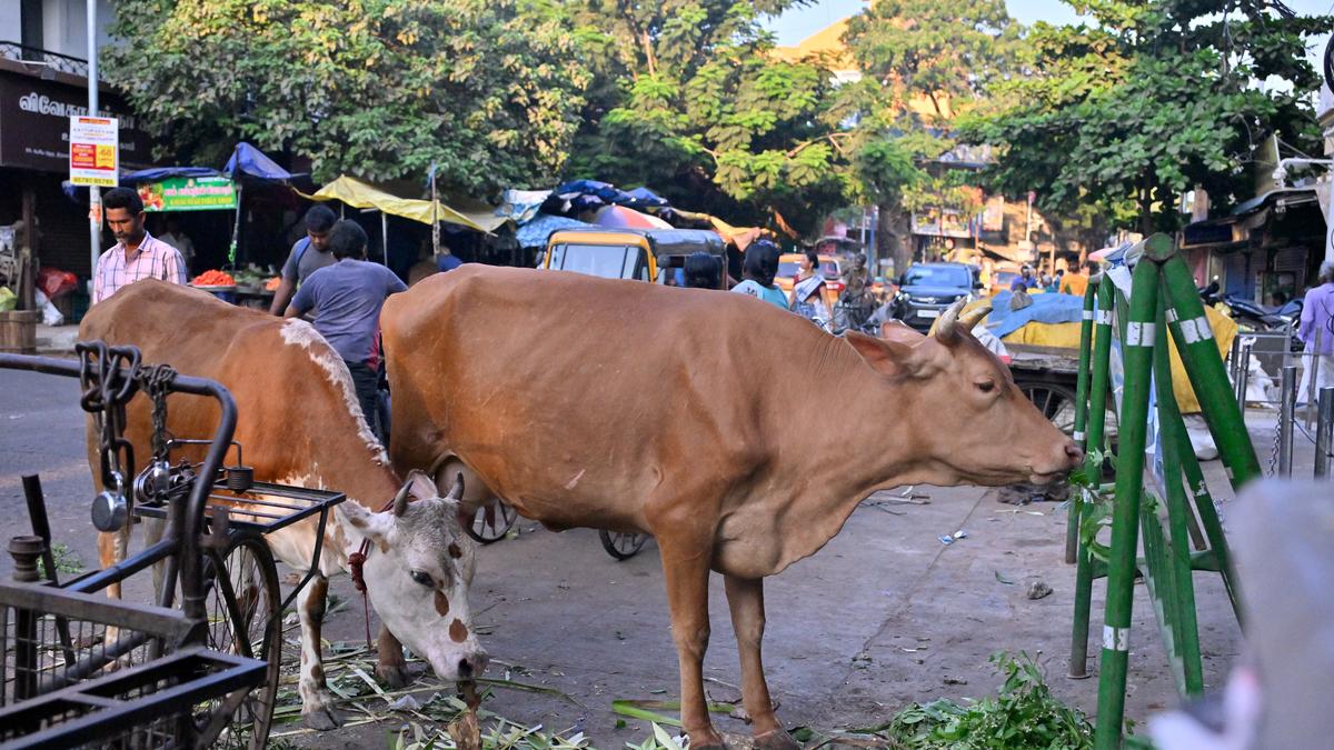 Lessons from Triplicane: Will cow sheds solve Chennai’s stray cattle problem?