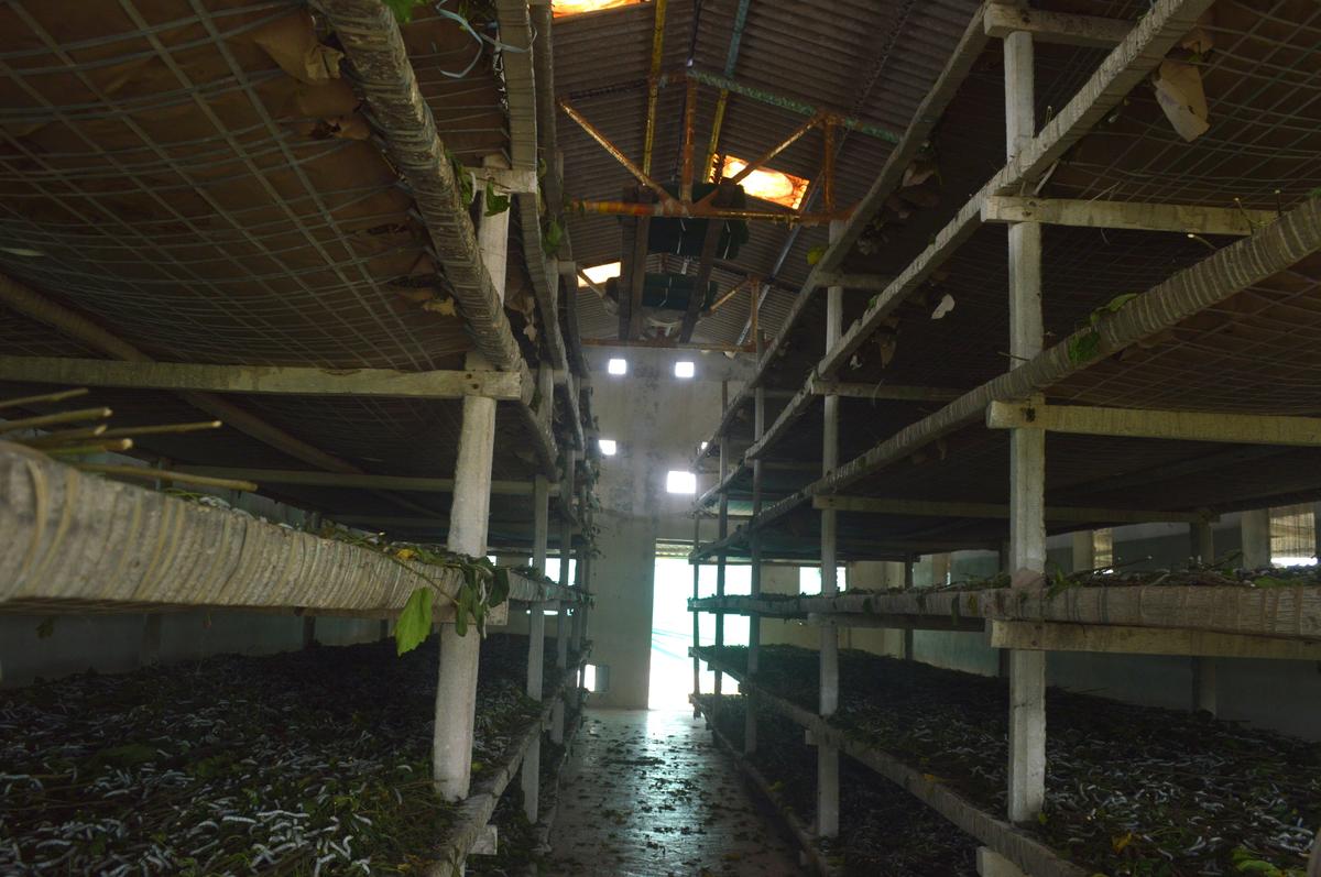 Hit by the non spinning syndrome, scores of farmers at Chebrolu in Kakinada district have abandoned sericulture to shift to other commercial crops.