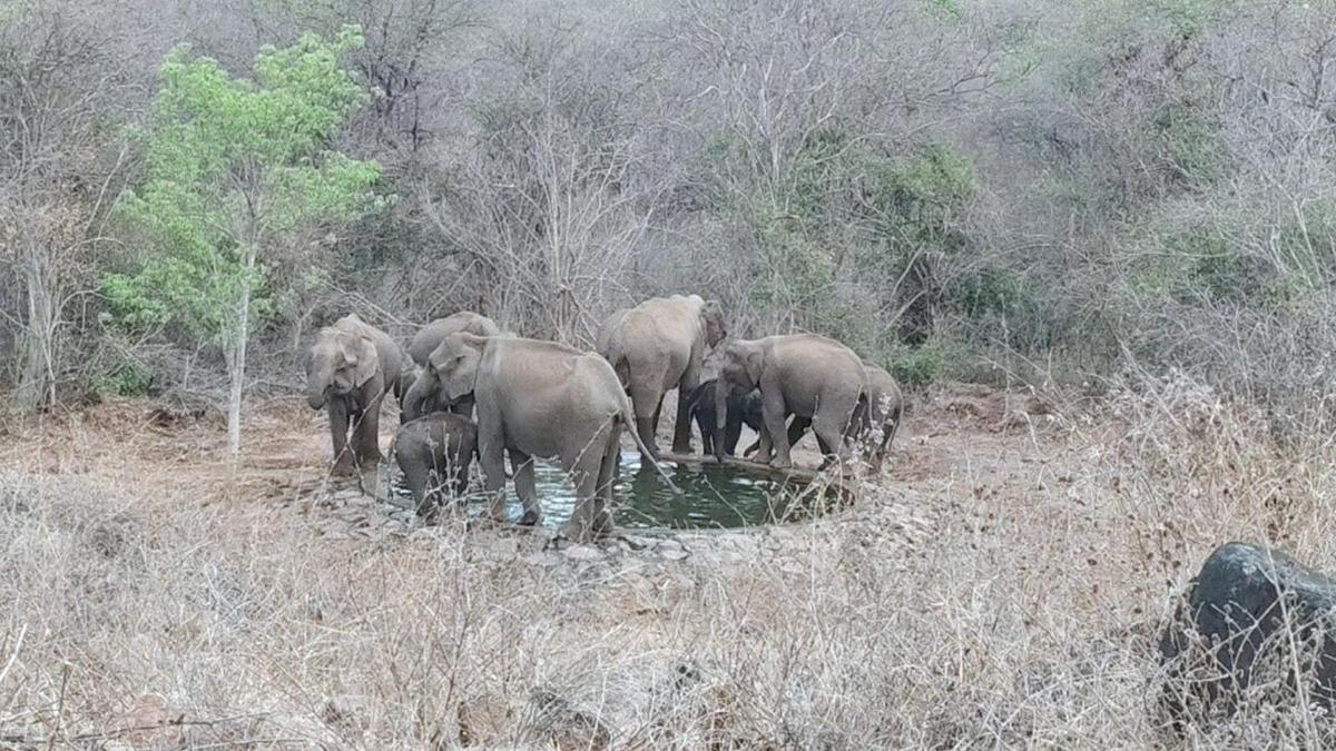 Forest Department steps up summer measures for wildlife in Erode