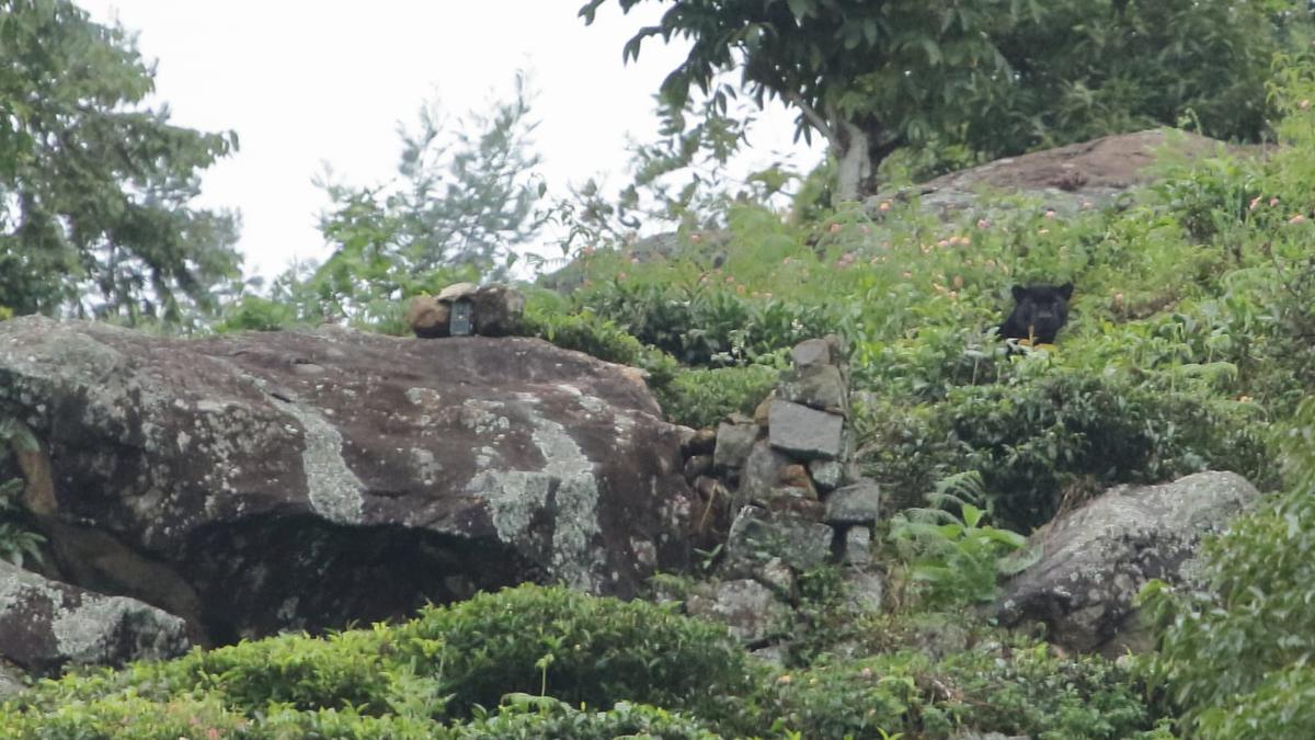  
‘Unregulated wildlife photography tours in Kotagiri putting humans, animals at risk’