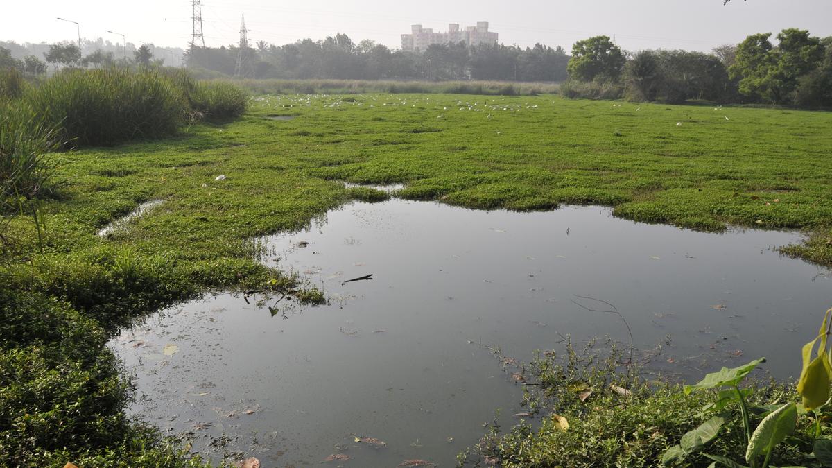 NGT directs BBMP to stop digging at Yelahanka-Puttenahalli Bird Conservation Reserve and Lake