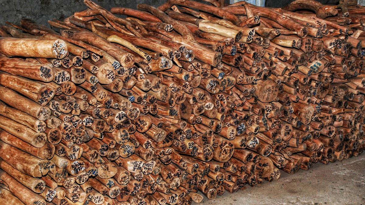 Kerala Forest department all set to establish State’s first sandalwood museum at Marayur