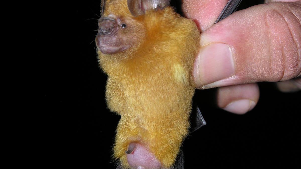 Call to protect habitat to prevent pandemics 