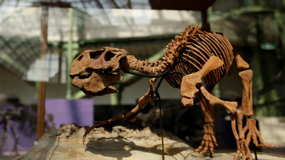 Un fossile chinois révèle l’évolution de la peau des dinosaures à plumes