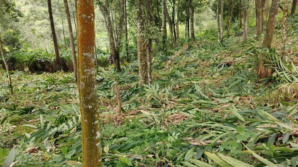 Forest dept clears encroachment in Chinnakkanal