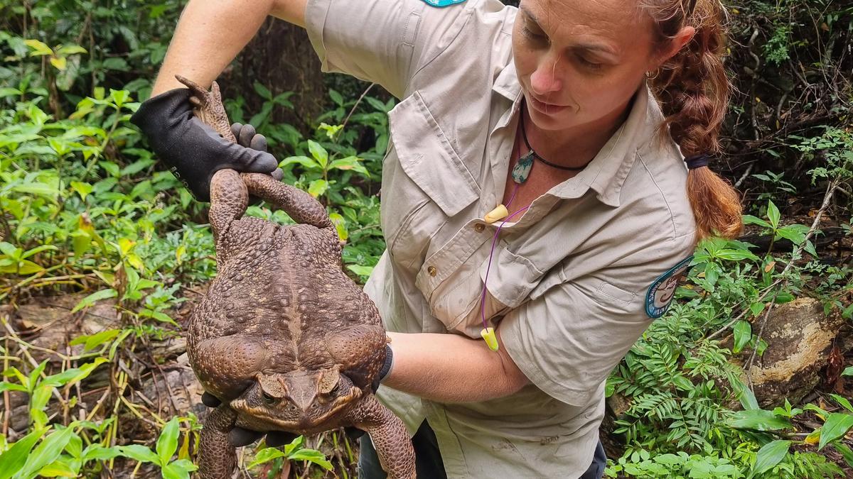 Australian park rangers say 'Toadzilla' could be world's biggest toad