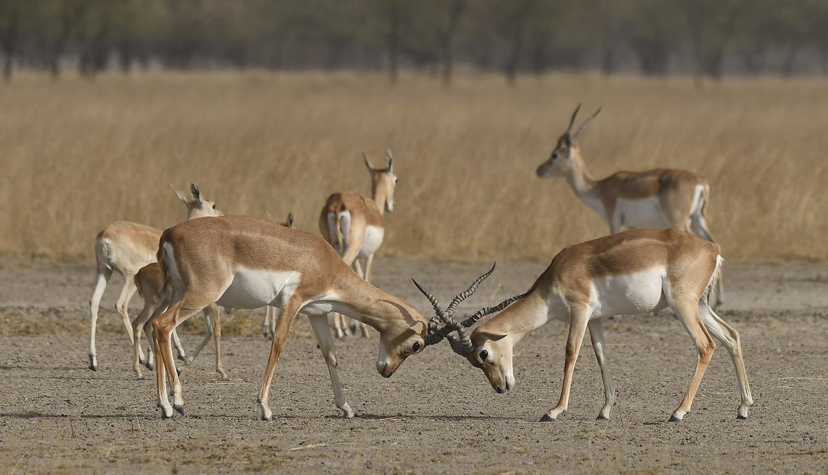 Tal Chhapar sanctuary is host to about 4,000 blackbucks and other wild animals, over 40 species of raptors and more than 300 species of resident and migratory birds. File