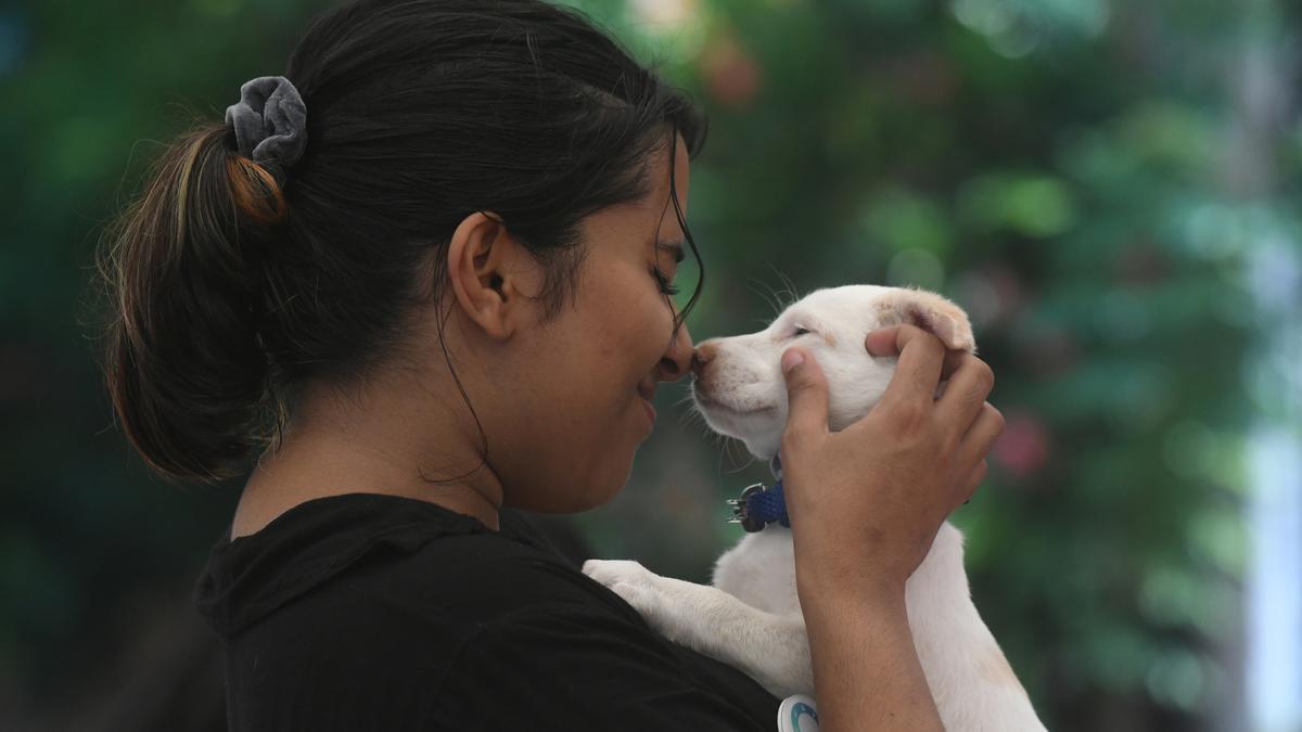 Encouraging response to pet adoption drive in Kochi The Hindu