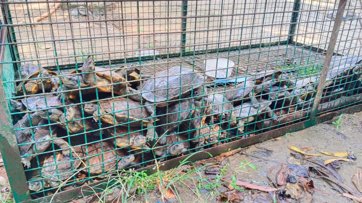 46 live Indian Black Turtles seized in Villupuram district, two held