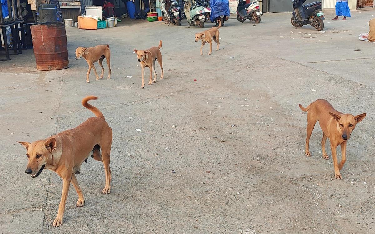 Pursued by stray dogs, bike rider drives into wall and dies in Belagavi -  The Hindu