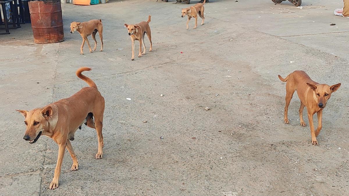 Pursued by stray dogs, bike rider drives into wall and dies in Belagavi