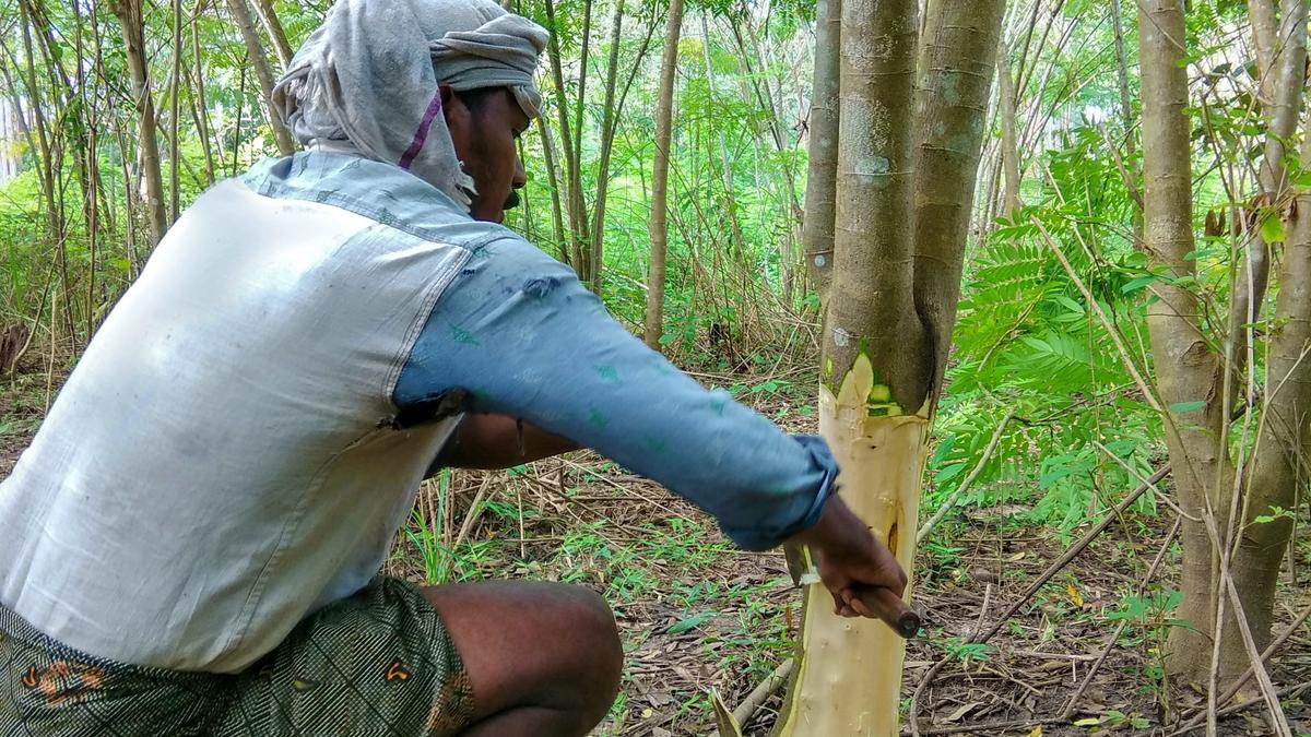 Forest dept. seeks court intervention in eradicating invasive plants in Wayanad Wildlife Sanctuary