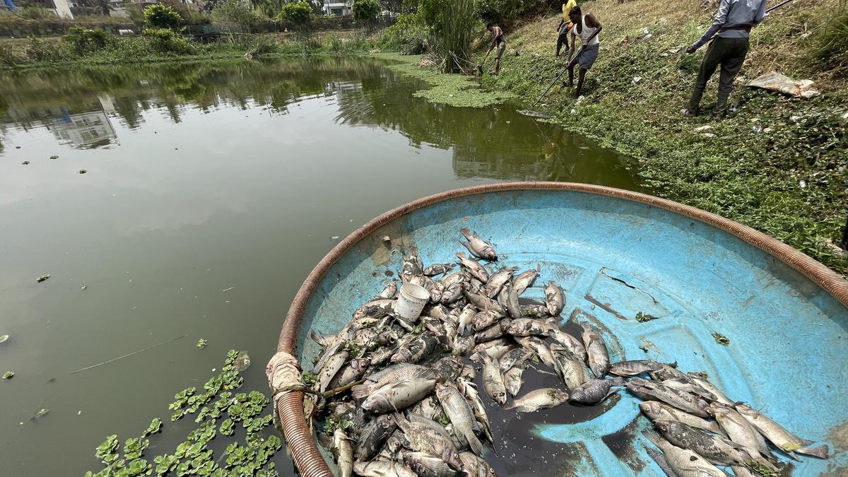 Fish kill at Seetharampalya lake after sewage water enters water body