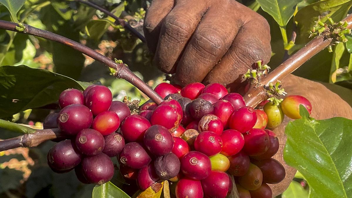 West Asia conflict hits coffee prices; Karnataka growers hold back produce West Asia conflict hits coffee prices; Karnataka growers hold back produce