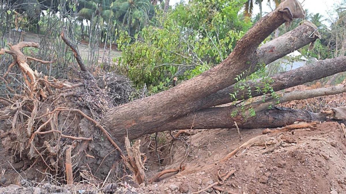 Environmental activists protest felling of over 650 trees for Pollachi-Palladam road widening