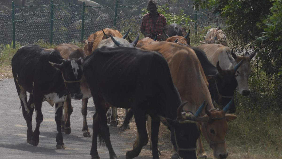 Kerala Governor’s policy address | Special quality assurance drive planned for detection of Aflatoxin and antibiotic residues in milk, milk products