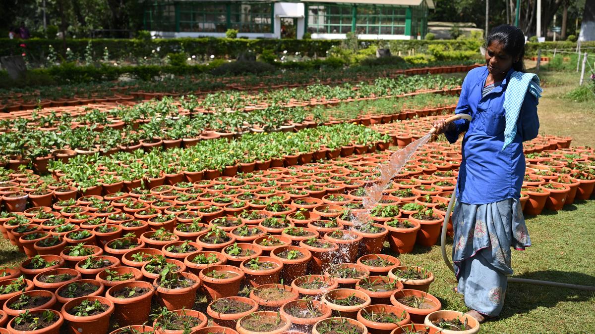Yercaud gearing up for summer festival and flower show