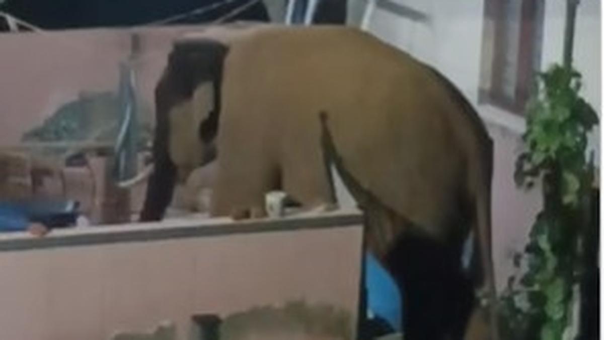 Villagers live in fear as lone tusker enters residential area near Coimbatore