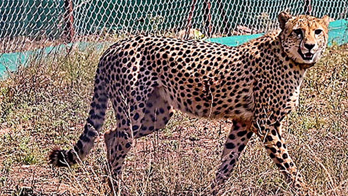 12 cheetahs released in acclimatisation enclosure at Kuno National Park after two-month quarantine