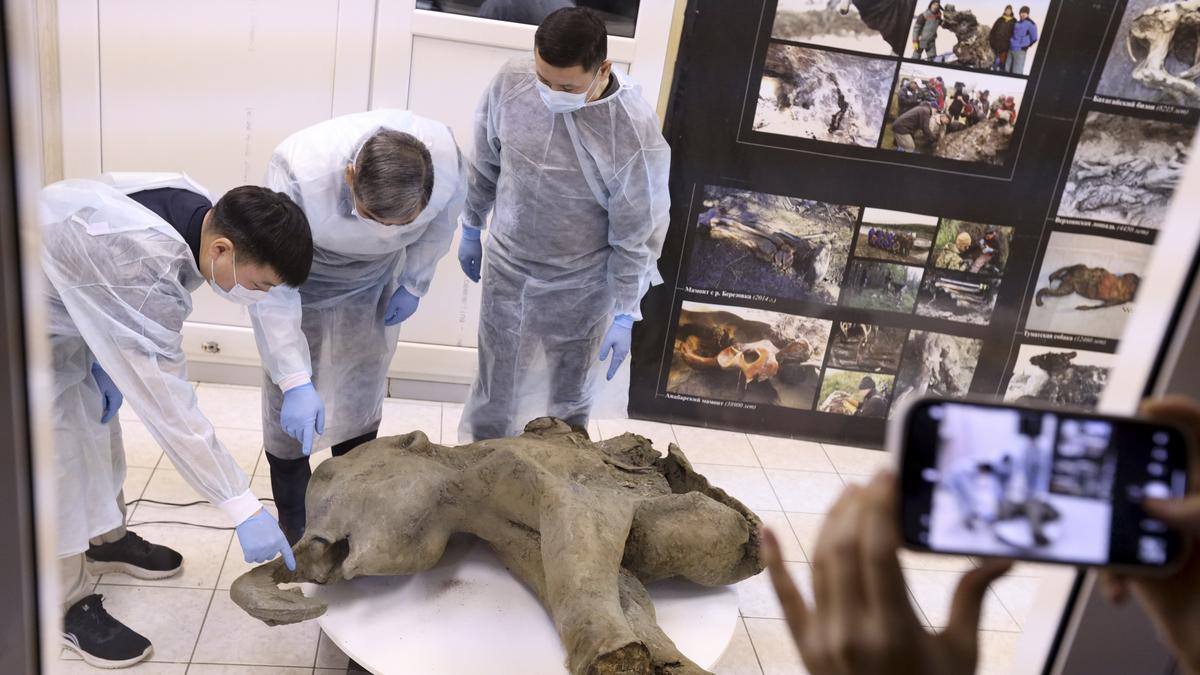 Young mammoth remains found nearly intact in Siberian permafrost