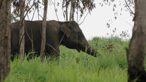 PETA counters ‘false claims’ on captive T.N. temple elephant from Assam