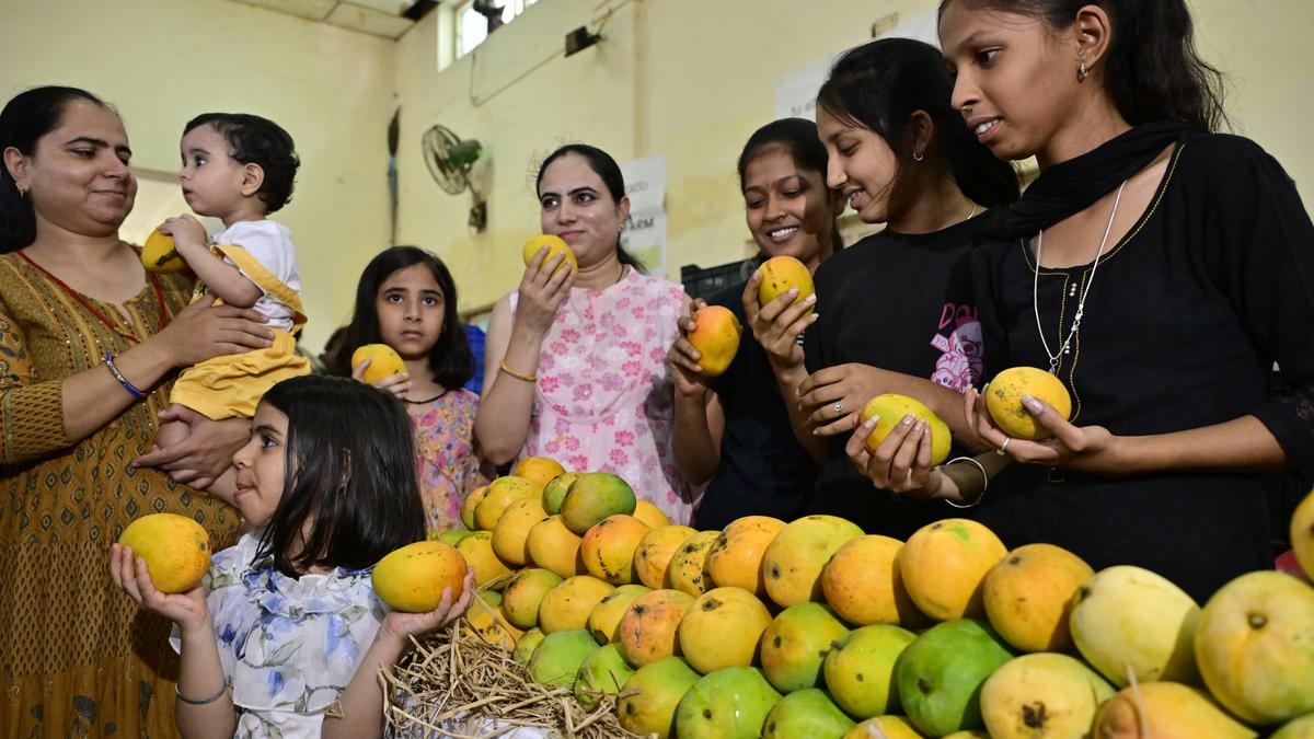 Crash of mango prices: Karnataka CM writes to Centre seeking urgent procurement of fruit from growers