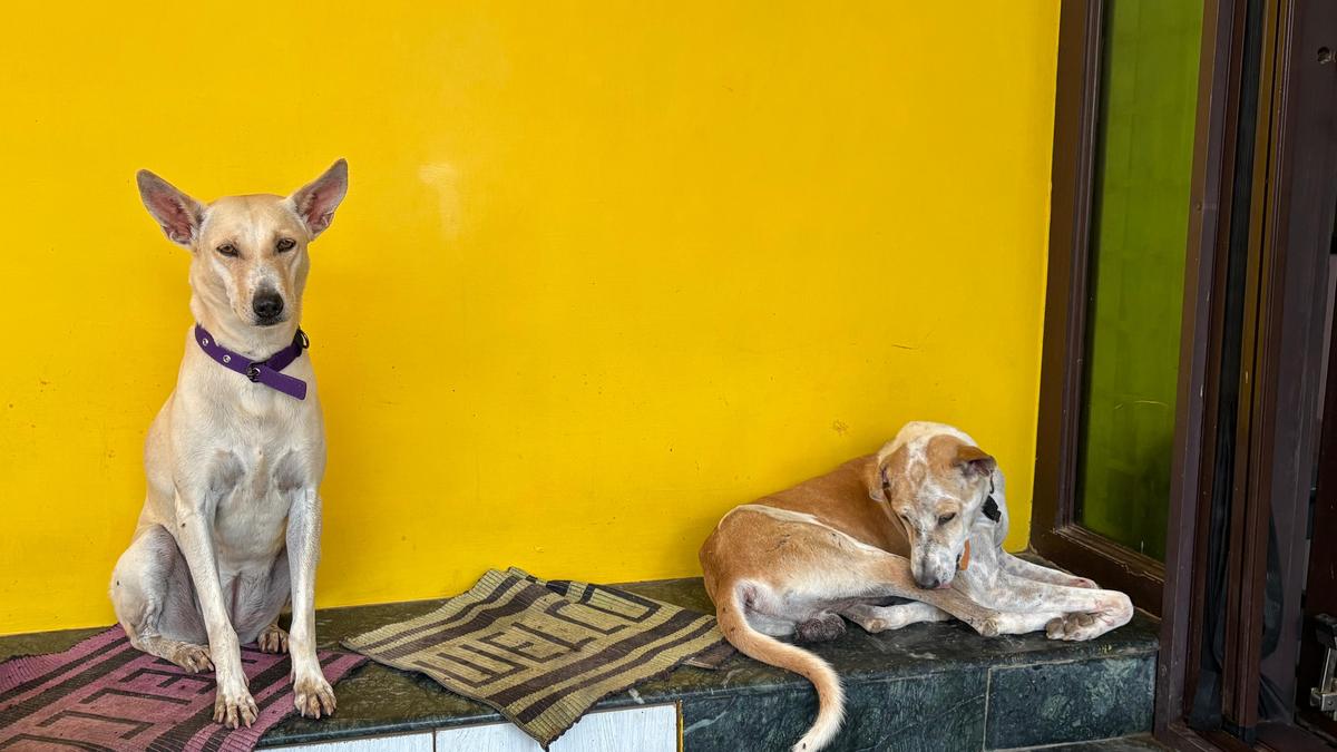 Veterinarians and pet lovers urge restraint to protect pets from trauma