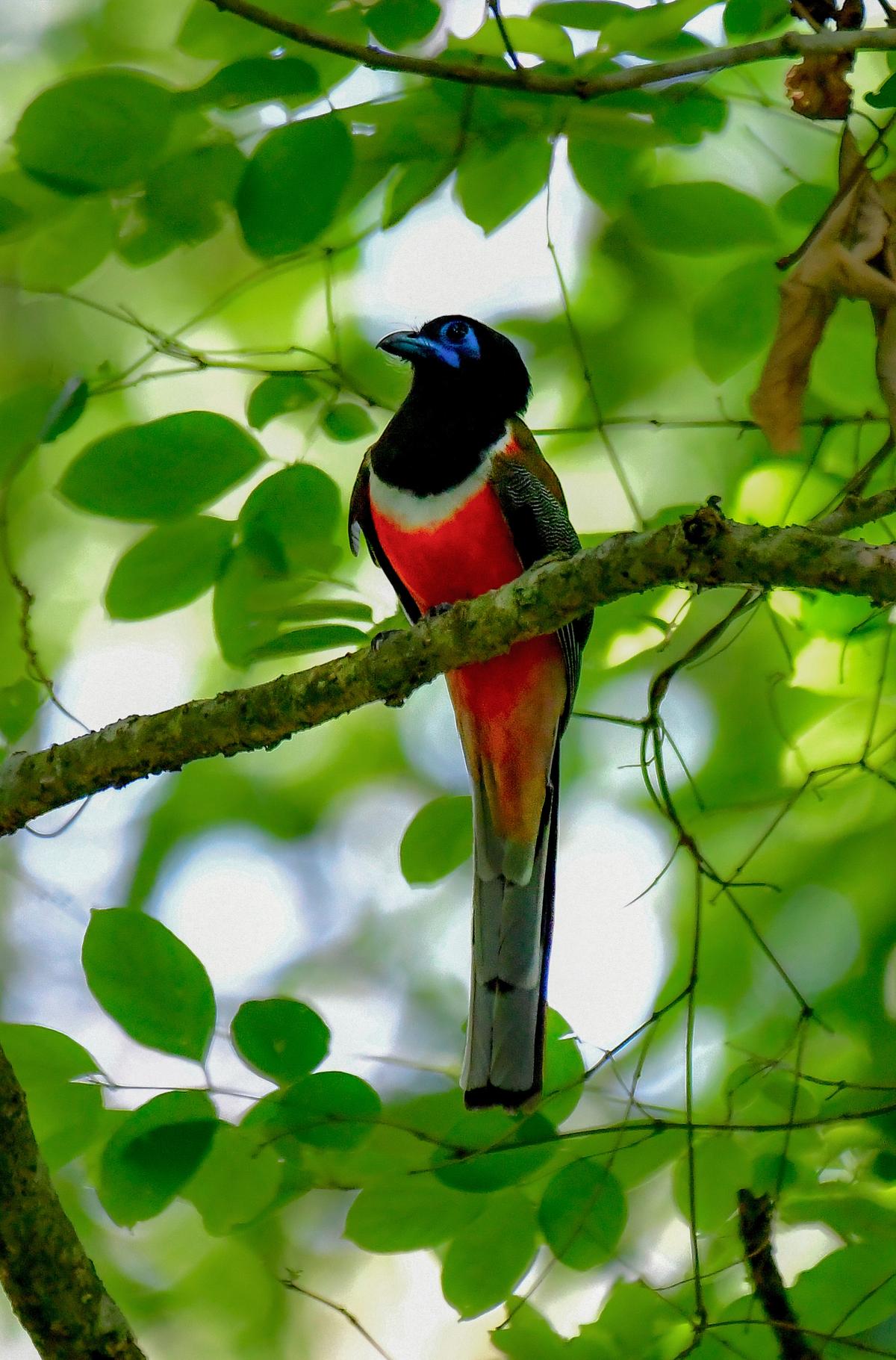 Malabar trogon 