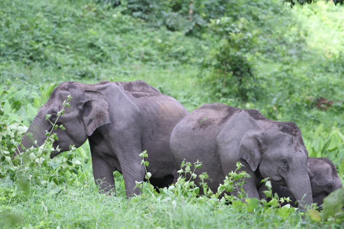 Watch Why is this elephant habitat in Nilgiris under threat? The Hindu