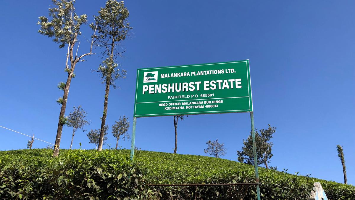 Peermade tea plantations, Kerala&rsquo;s first commercial tea estate, mark 150 years