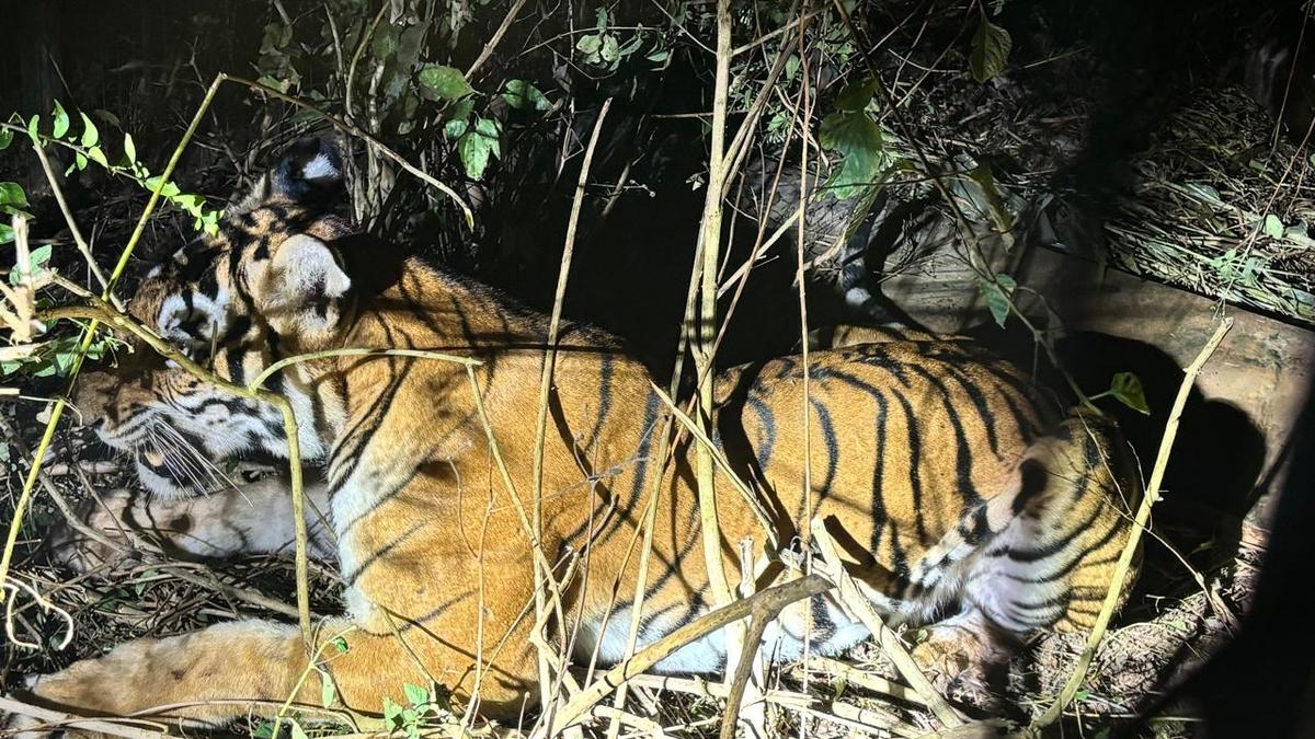 Tigress trapped in H.D. Kote