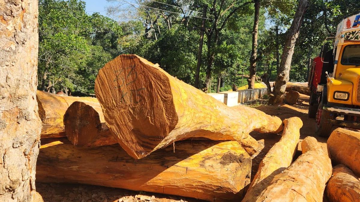 Jack fruit trees chopped down by private estate in prime elephant habitat