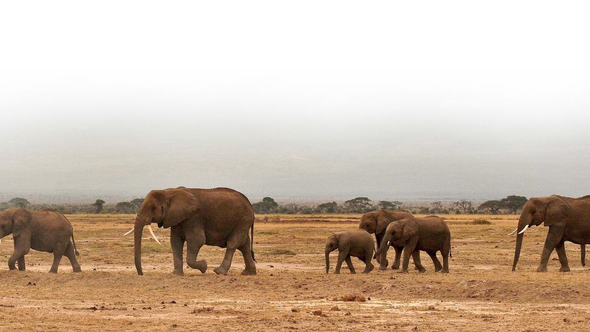 Tourist revenue in Kenya climbs above pre-pandemic level