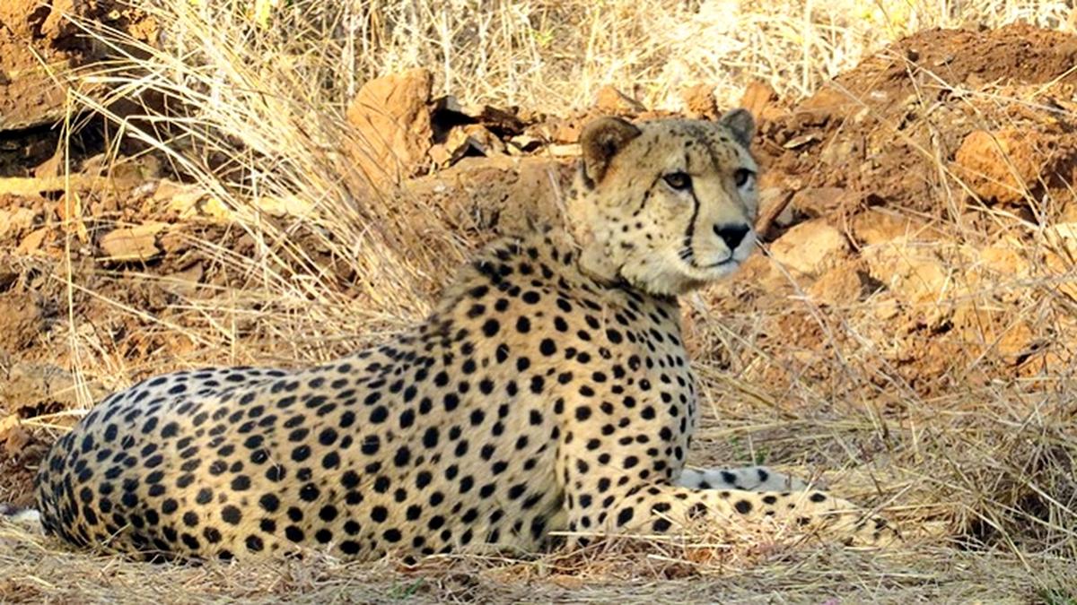 Namibian male cheetah dies at Kuno Park in Madhya Pradesh