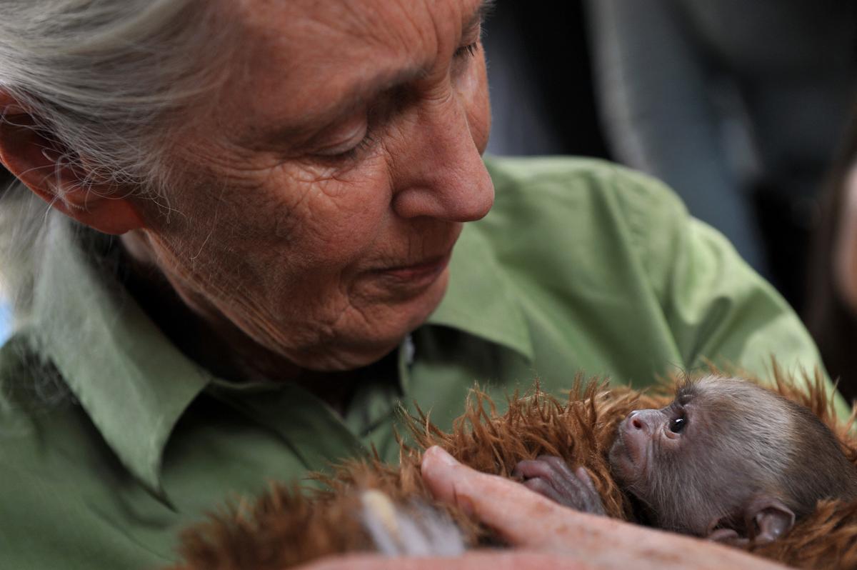 Jane Goodall holds a baby Cariblanco monkey (cebus capucinus) during her visit to the Rehabilitation Center and Primate Rescue, in Peñaflor, 36 km southwest from Santiago, on November 23, 2013, as part of her activities while visiting Chile. 