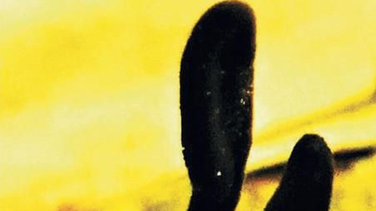 Scientists discover new fungus species in Thrissur