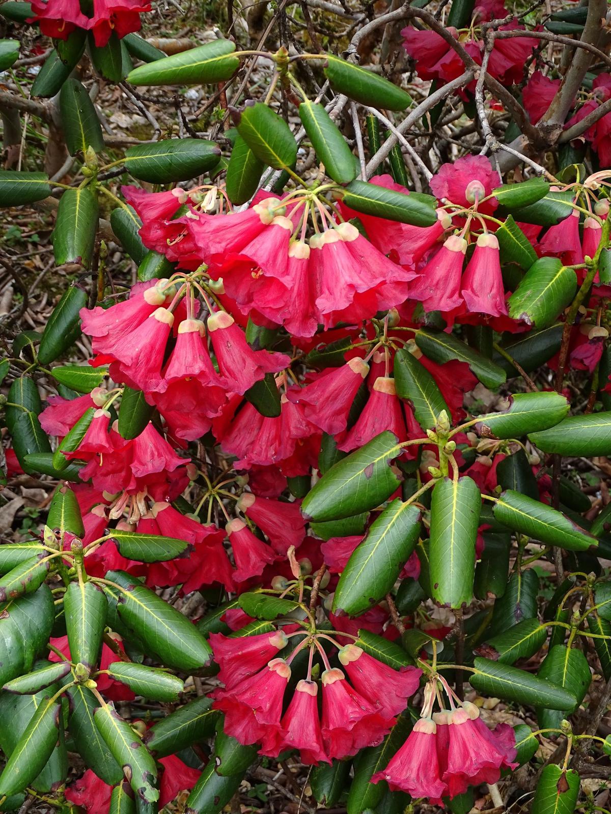 The first Rhododendron species from northeast India — Rhododendron dalhousiae — was reported from Sikkim by Joseph D. Hooker in 1848 in his book The Rhododendrons of Sikkim Himalaya. Photo: Special Arrangement  