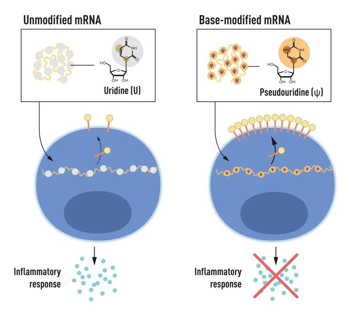 ¿Cómo se ha utilizado la investigación del ARNm para combatir la COVID?  |  Explicado