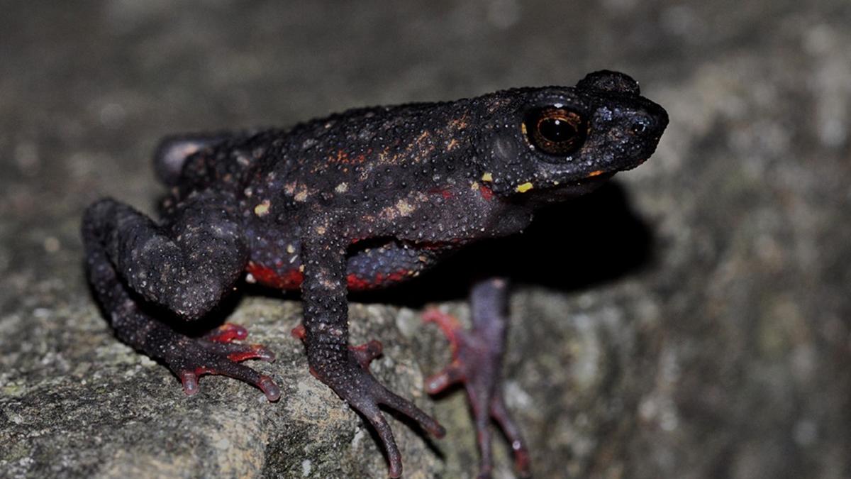 Science for All advantages of aposematism The Hindu