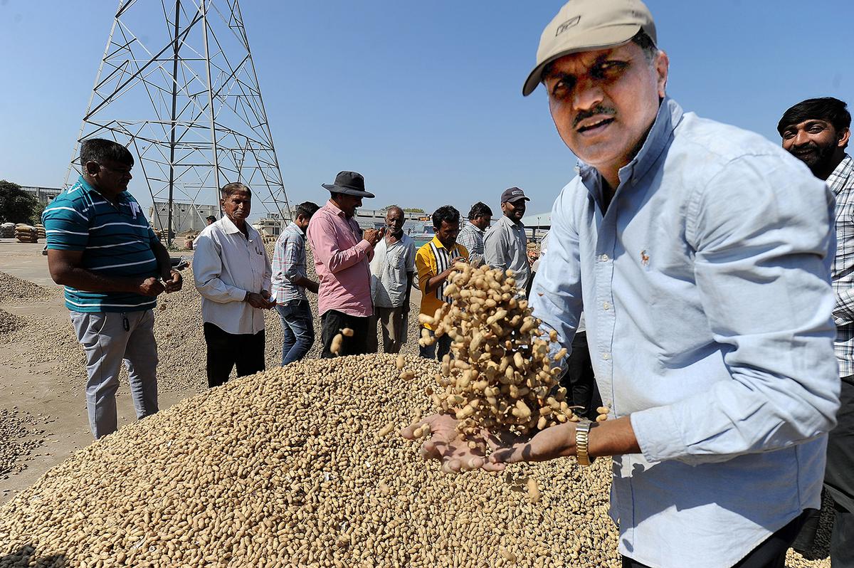 Gujarat Assembly elections | Amid garlic and groundnut, there is little certainty in Saurashtra’s political harvest
Premium