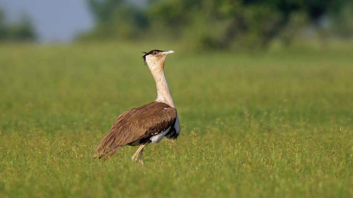 Corporates have fundamental duty to protect the ecosystem, asserts Supreme Court