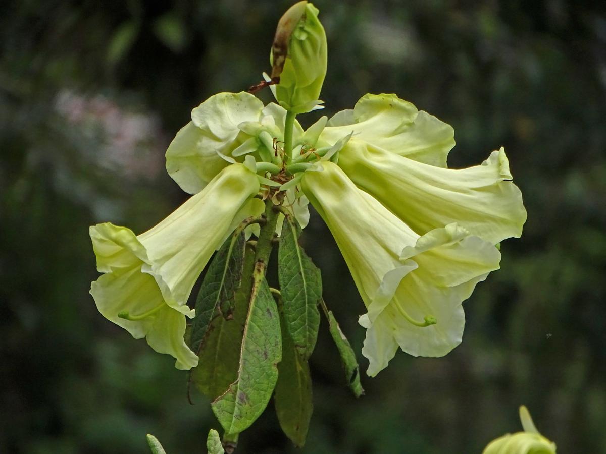 British botanists Joseph D. Hooker and David G. Long as well Indian botanists and researchers S.T. Lachungpa, U.C. Pradhan and K.C. Pradhan played a crucial role in discovery and identification of Rhododendrons in Sikkim and Darjeeling Himalayas. Photo: Special Arrangement