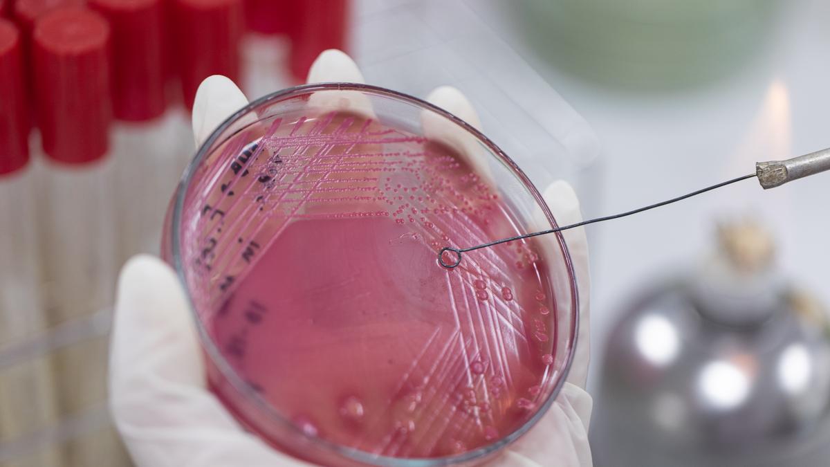 To curb antimicrobial resistance, government may include antibiotics in definition of new drug