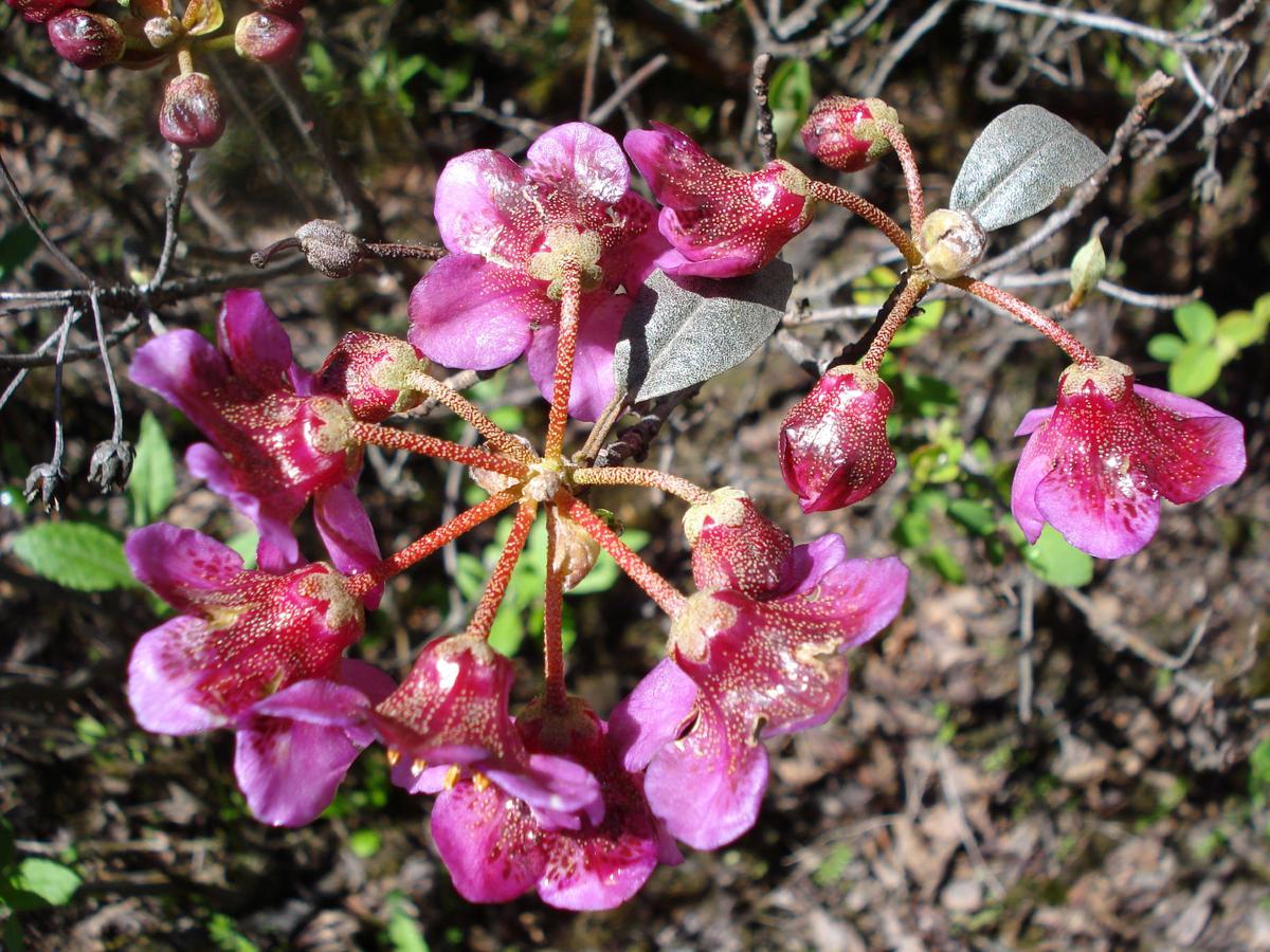 Of the 45 taxa of Rhododendrons documented by Botanical Survey of India, five are facing a high threat due to anthropological pressures and climate change, according to scientists. Photo: Special Arrangement    