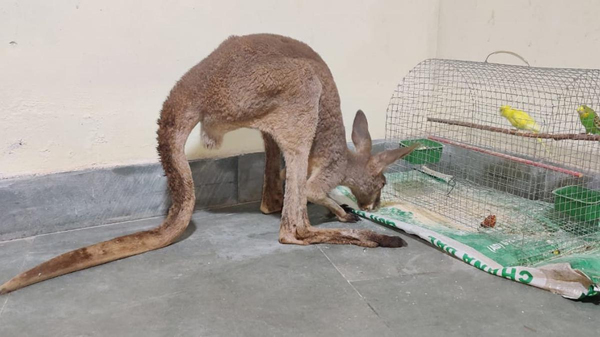 Baby kangaroos in forest reveal smuggling in Bengal