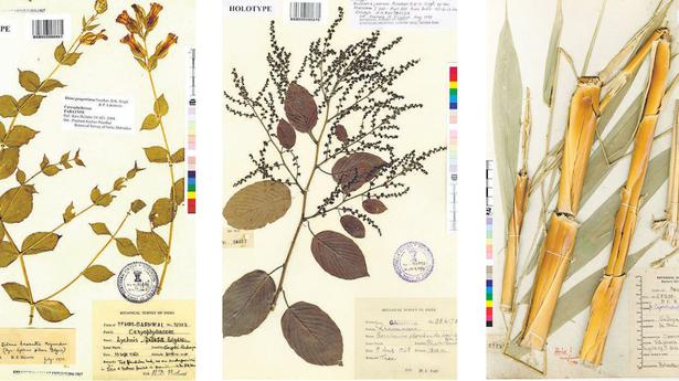 Indian Virtual Herbarium, biggest database of country’s flora, is a global hit