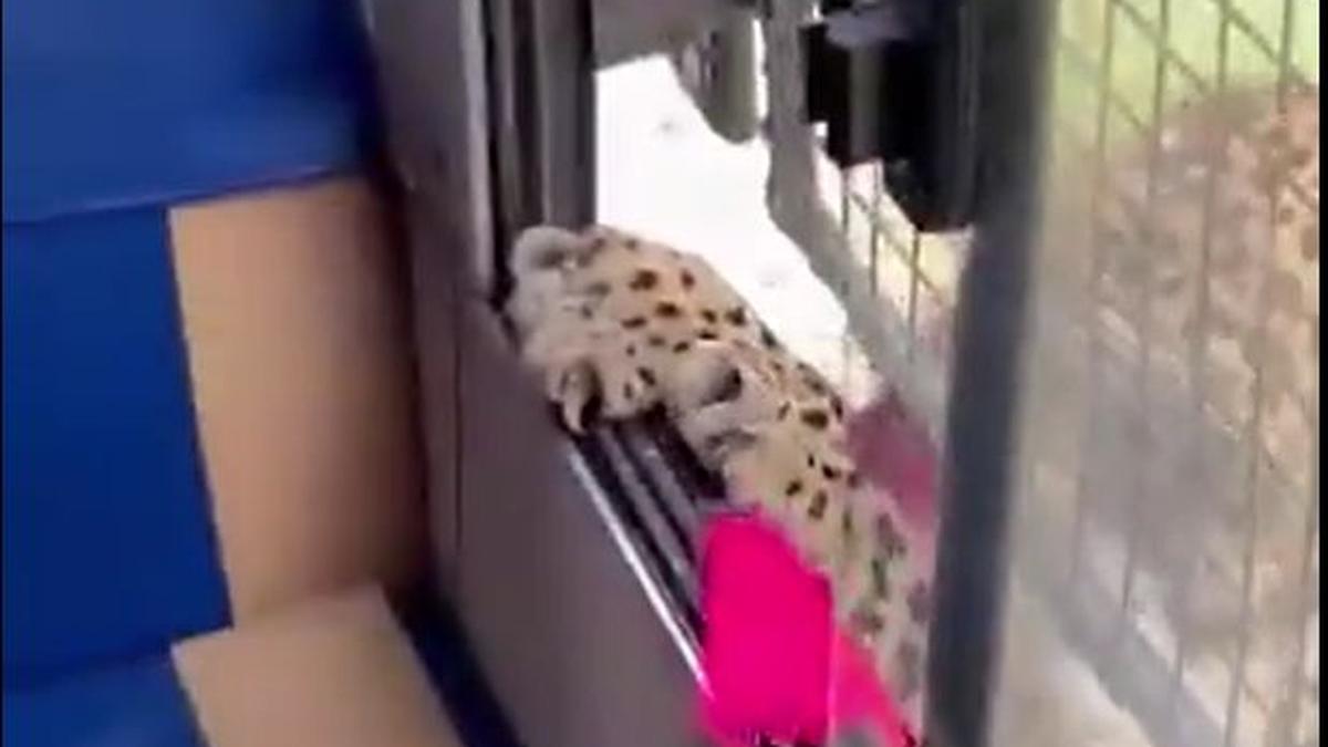 Woman injured during safari as leopard claws her in Bannerughatta Biological Park