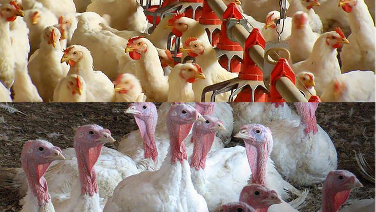 Is the US chicken industry cheating its farmers?, Environment