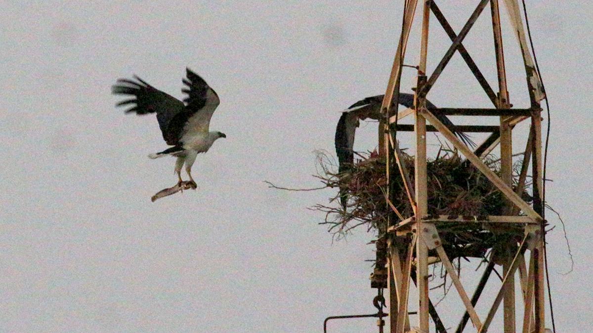 Coastal raptors make power towers their home