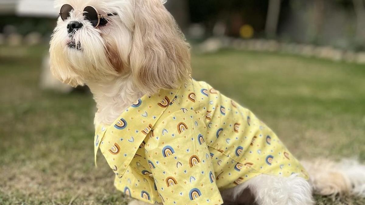 Coimbatore fashion start-up offers clothes designed exclusively for pets